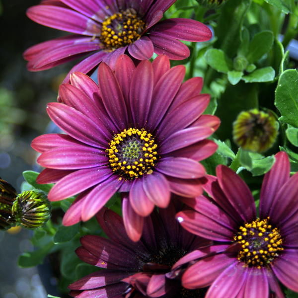 Osteospermum Sunny Gaia Osteospermum Sunny Gaia