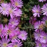 Pig Face Flat Pink P75pfafpn - Garden Express Australia