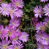 Pig Face Flat Pink P75pfafpn - Garden Express Australia