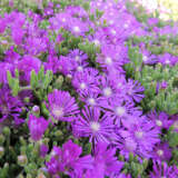 Pig Face Purple Carpet P75pfapca - Garden Express Australia