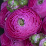 Ranunculi F1 Mauve 2 Pkranfma 2026 - Garden Express Australia