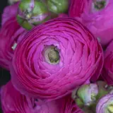 Ranunculi F1 Mauve 2 Pkranfma 2026 - Garden Express Australia