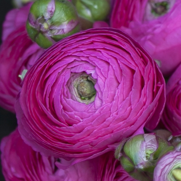 Ranunculi F1 – Mauve