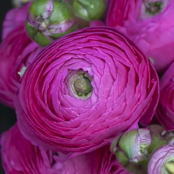 Ranunculi F1 – Mauve