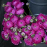 Ranunculi F1 – Mauve Ranunculi F1 – Mauve