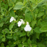 Salvia Alba P68salalb - Garden Express Australia