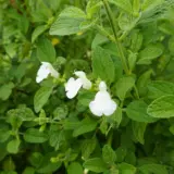 Salvia Alba P68salalb - Garden Express Australia