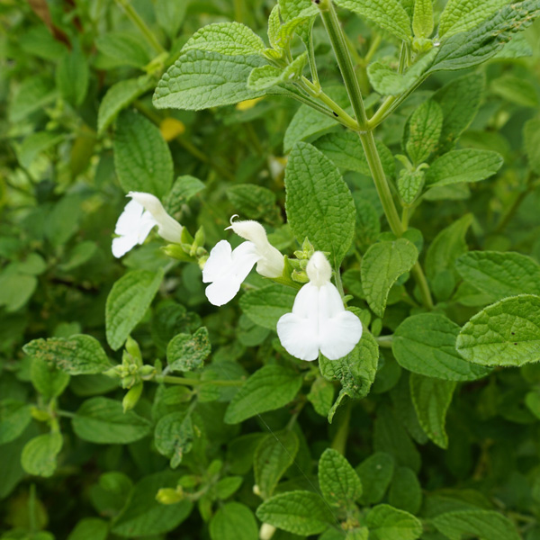 Salvia Alba Salvia Alba