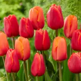 Tulip Red Orange Blend Pktulrob - Garden Express Australia
