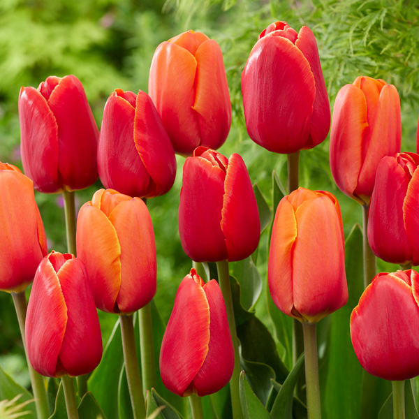 Tulip Red & Orange Blend