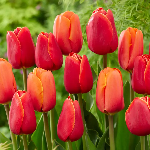 Tulip Red & Orange Blend