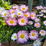 Argyranthemum Aramis Bicolour Rose P68argabr - Garden Express Australia