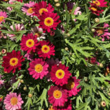 Argyranthemum Aramis Wine Red P68argawr - Garden Express Australia