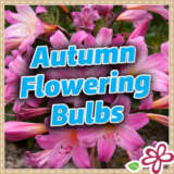 Autumn Flowering Bulbs 2026