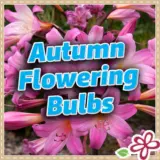 Autumn Flowering Bulbs 2026