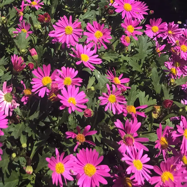 Brachyscome Fresco Bright Pink