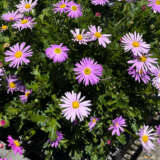 Brachyscome Jumbo Mauve P68brajmv - Garden Express Australia