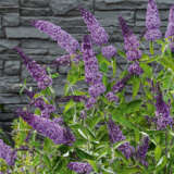 Buddleja Leah Blue P68budlbl - Garden Express Australia