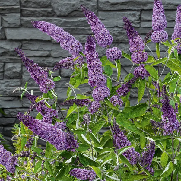 Buddleja Leah Blue Buddleja Leah Blue