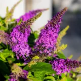 Buddleja Leah Raspberry P68budlrb - Garden Express Australia