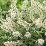 Buddleja Leah White P68budlwh - Garden Express Australia