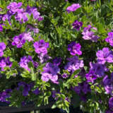 Calibrachoa Aloha Double Lavender P68caladl - Garden Express Australia