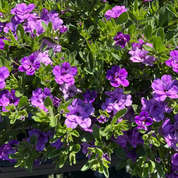 Calibrachoa Aloha Double Lavender