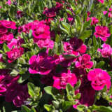 Calibrachoa Aloha Double Purple P68caladp - Garden Express Australia