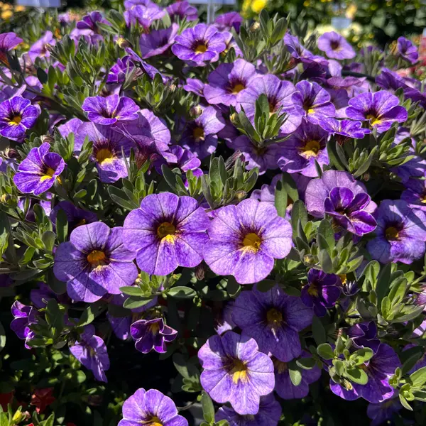 Calibrachoa Rainbow Bermuda Blue