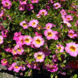 Calibrachoa Rainbow Parisian Pink P68calrpp - Garden Express Australia