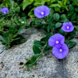 Convolvulus Manati Deep Blue P68conmdb - Garden Express Australia