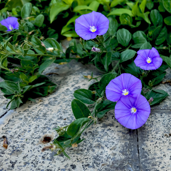 Convolvulus Manati Deep Blue