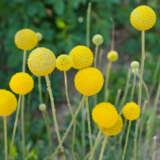 Craspedia Paintball Globe P68crapgl - Garden Express Australia