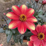 Dahlia Dahlegria Orange Yellow Tip P75dahdoy - Garden Express Australia