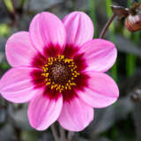 Dahlia Dahlegria Pink Halo P75dahdph - Garden Express Australia