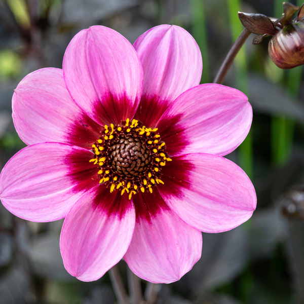 Dahlia Dahlegria Pink Halo Dahlia Dahlegria Pink Halo