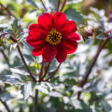 Dahlia Dahlegria Red P75dahdrd - Garden Express Australia