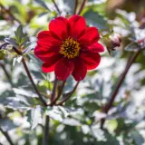 Dahlia Dahlegria Red P75dahdrd - Garden Express Australia