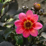 Dahlia Dahlegria Tricolour P75dahdtc - Garden Express Australia