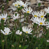 Felicia Bellicia White P68felbwh - Garden Express Australia