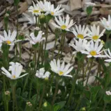 Felicia Bellicia White P68felbwh - Garden Express Australia