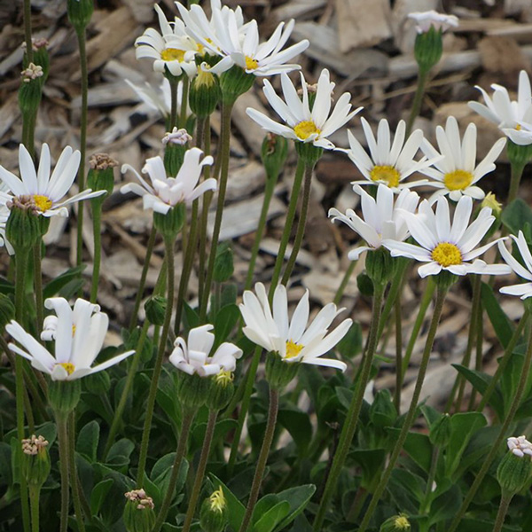 Felicia Bellicia White Felicia Bellicia White
