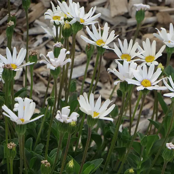 Felicia Bellicia White Felicia Bellicia White