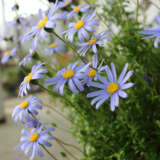 Felicia Felicity Blue P68felfbl - Garden Express Australia