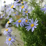 Felicia Felicity Blue P68felfbl - Garden Express Australia