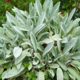 Lambs Ear- Stachys Big Ears