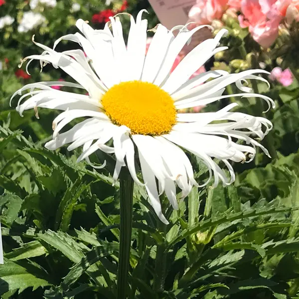 Leucanthemum Sweet Daisy Rebecca Leucanthemum Sweet Daisy Rebecca
