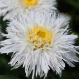 Leucanthemum Sweet Daisy Rebecca P68leusdr - Garden Express Australia