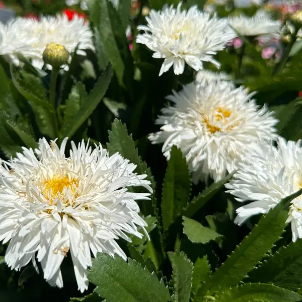 Leucanthemum Sweet Daisy Rebecca