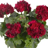 Pelargonium Great Balls Of Fire Merlot Pelargonium Great Balls Of Fire Merlot
